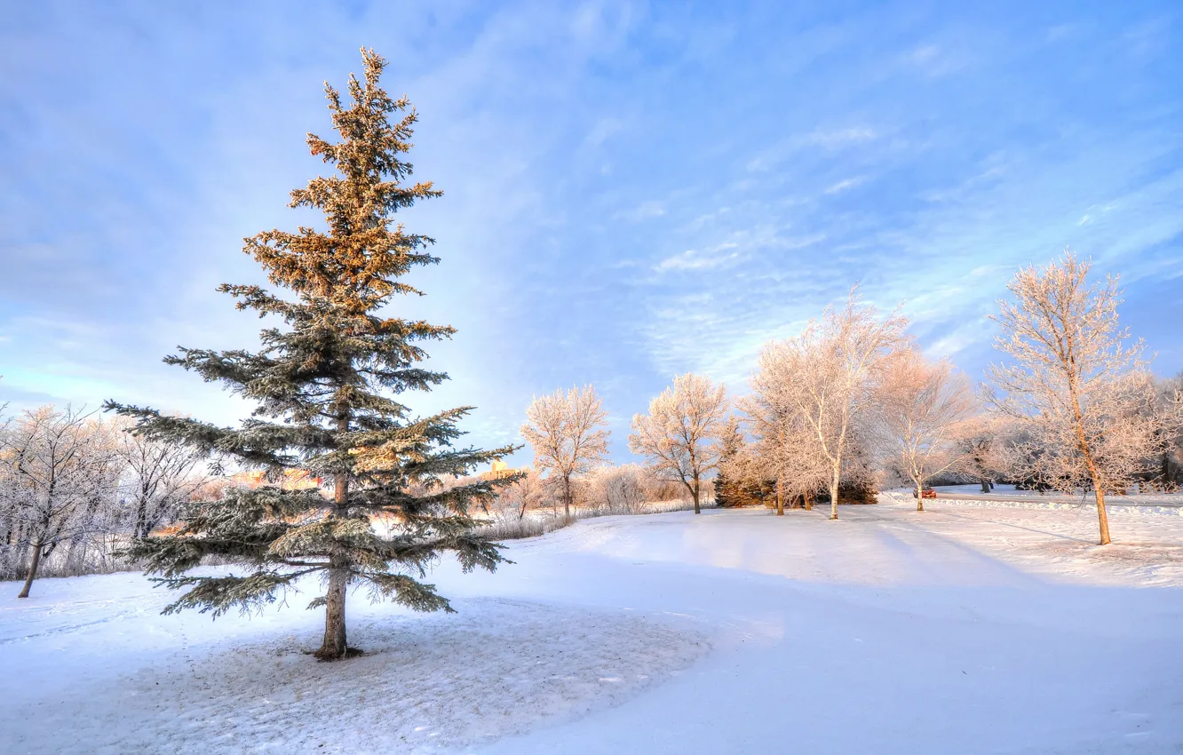 Photo wallpaper winter, the sky, snow, trees, Park