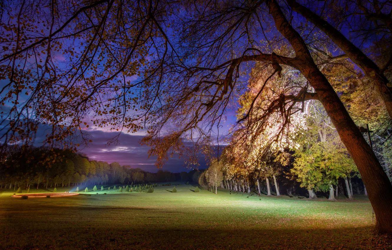 Photo wallpaper leaves, trees, flowers, nature, background, widescreen, Wallpaper, the evening