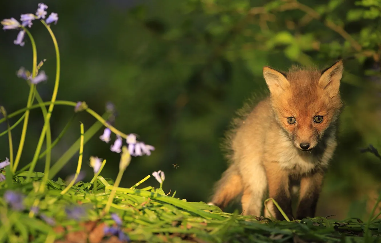 Photo wallpaper look, leaves, light, flowers, nature, stem, Fox, bells
