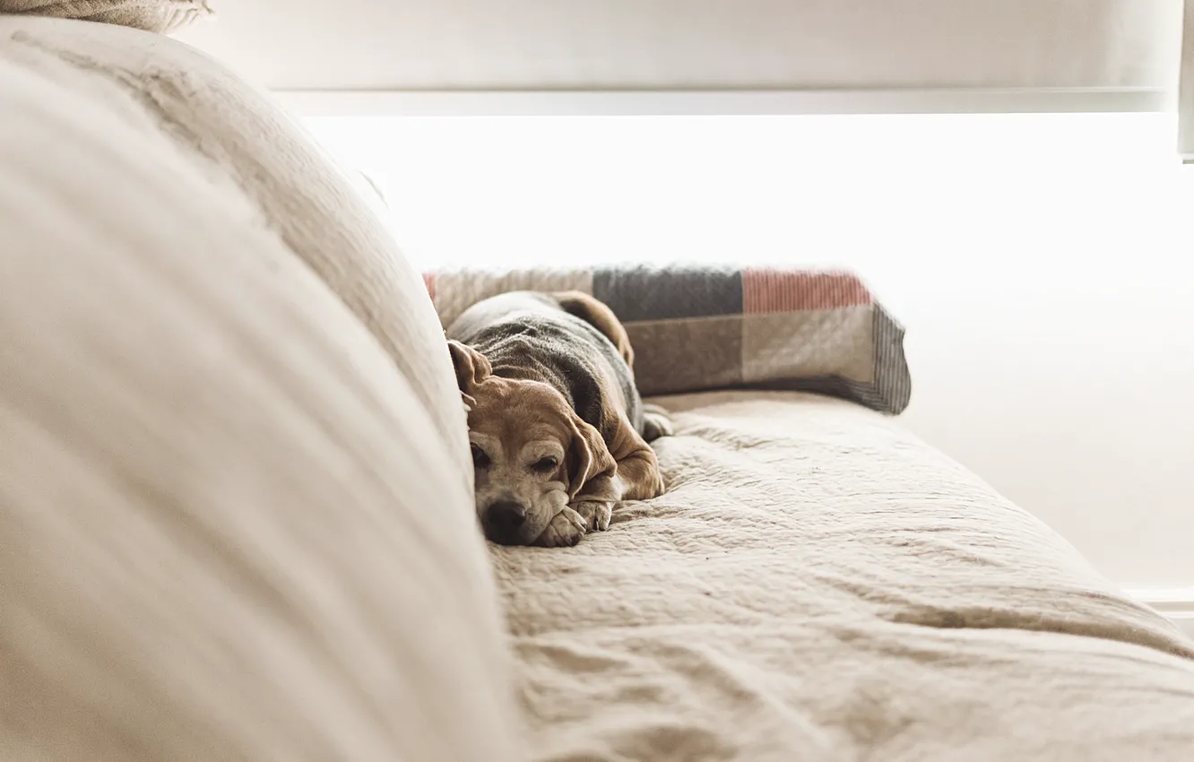 Photo wallpaper sofa, dog, lies