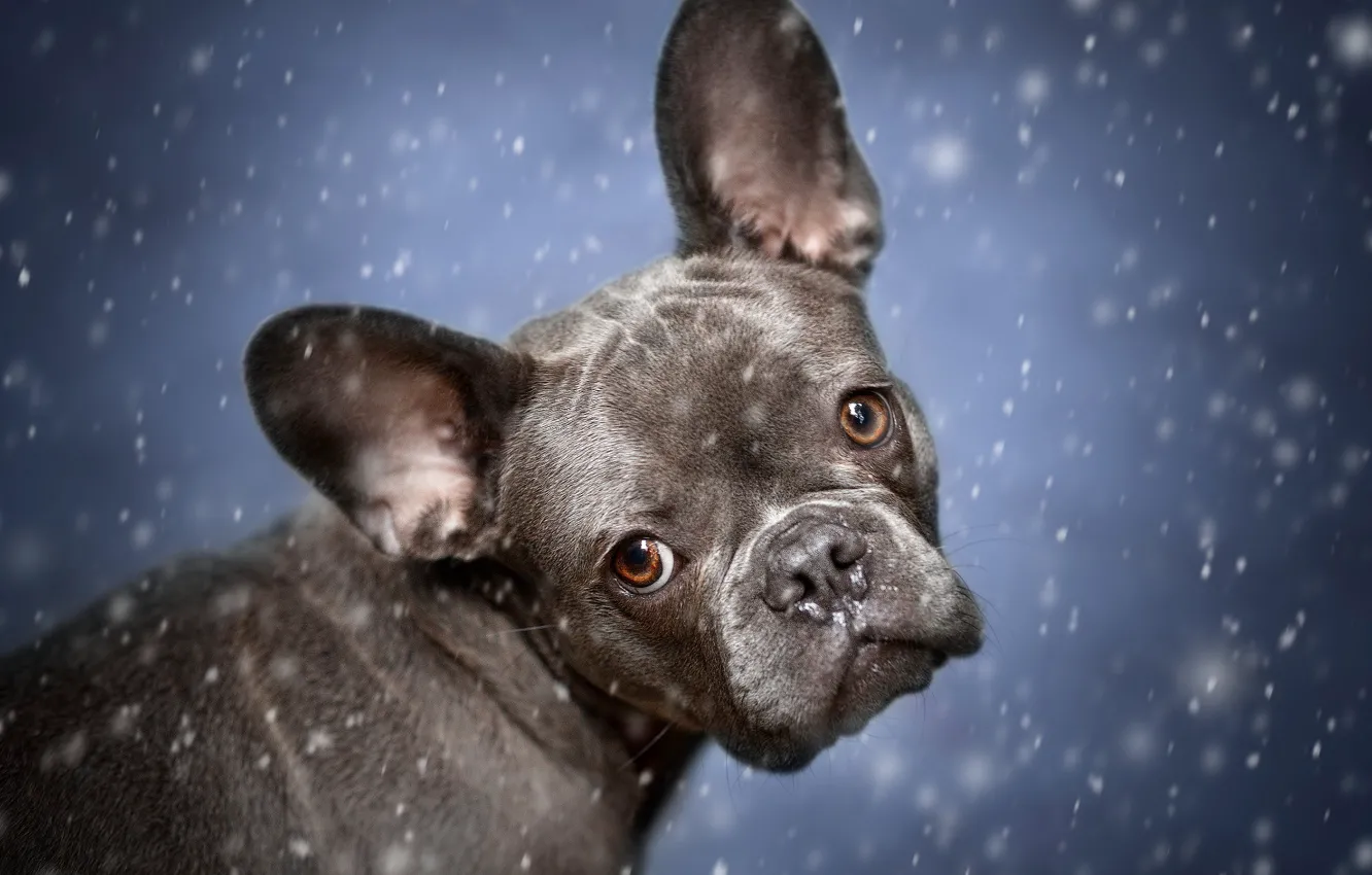 Photo wallpaper winter, look, snow, grey, portrait, dog, puppy, face