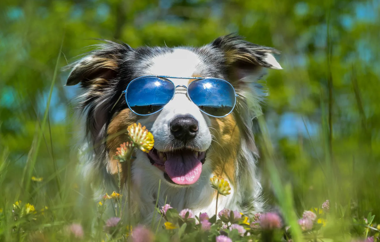 Photo wallpaper language, summer, stay, glade, dog, glasses, clover, bright