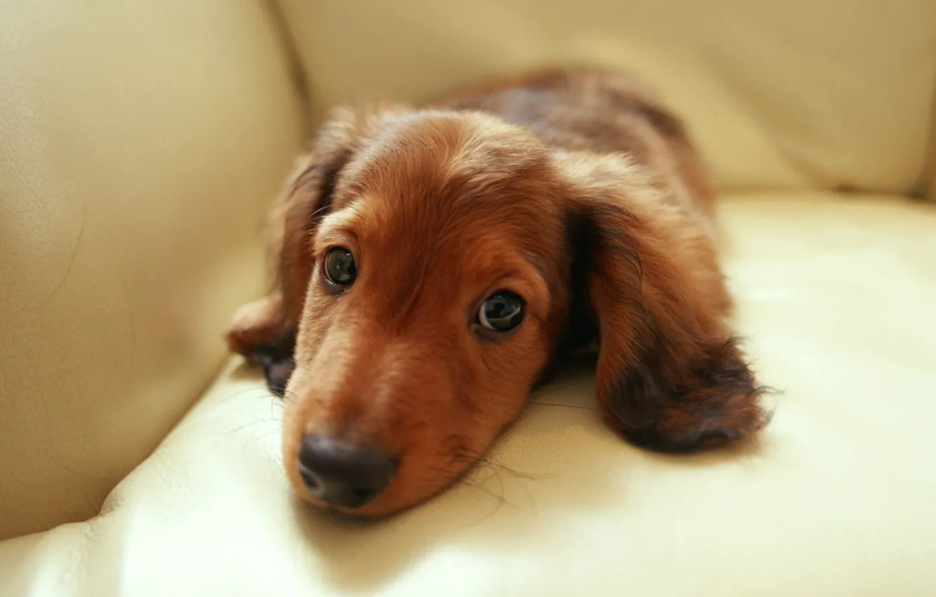 Photo wallpaper eyes, look, sofa, Dachshund, dachshund