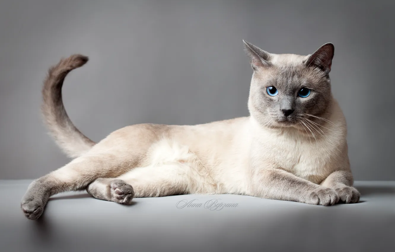Photo wallpaper cat, eyes, cat, grey background, Thai cat, the Thai cat