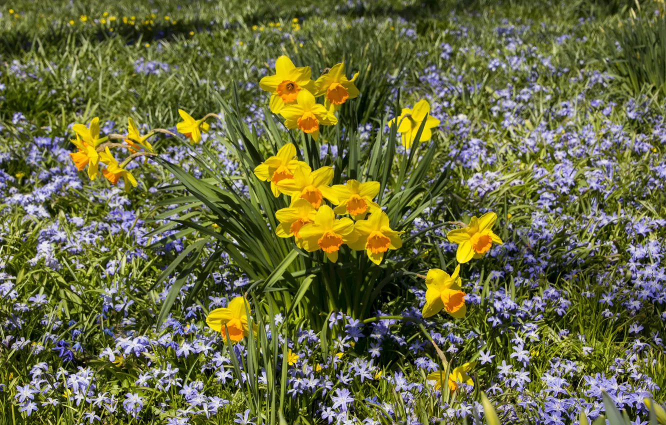 Photo wallpaper grass, flowers, yellow, blue, glade, spring, flowerbed, a lot