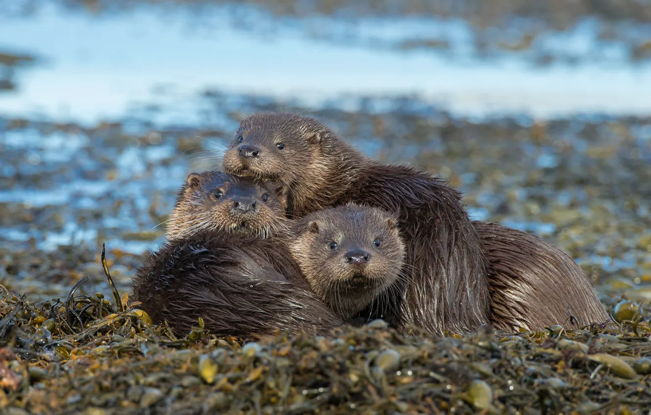 Photo wallpaper look, pose, river, background, shore, vegetation, wet, three