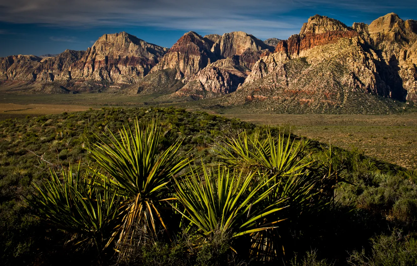 Photo wallpaper Las Vegas, canyon, desert, las vegas, red rock canyon, yucca, Yucca