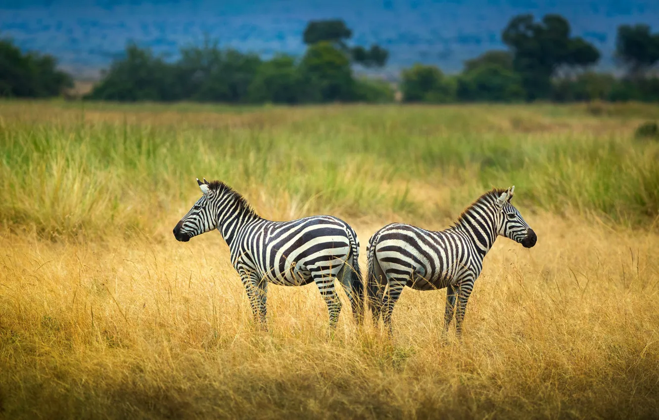 Photo wallpaper field, grass, pose, Zebra, pair, Savannah, two zebras