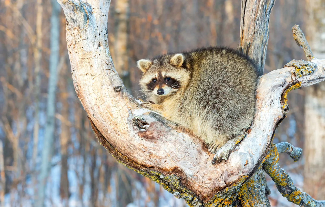 Photo wallpaper winter, forest, look, snow, trees, branches, nature, raccoon