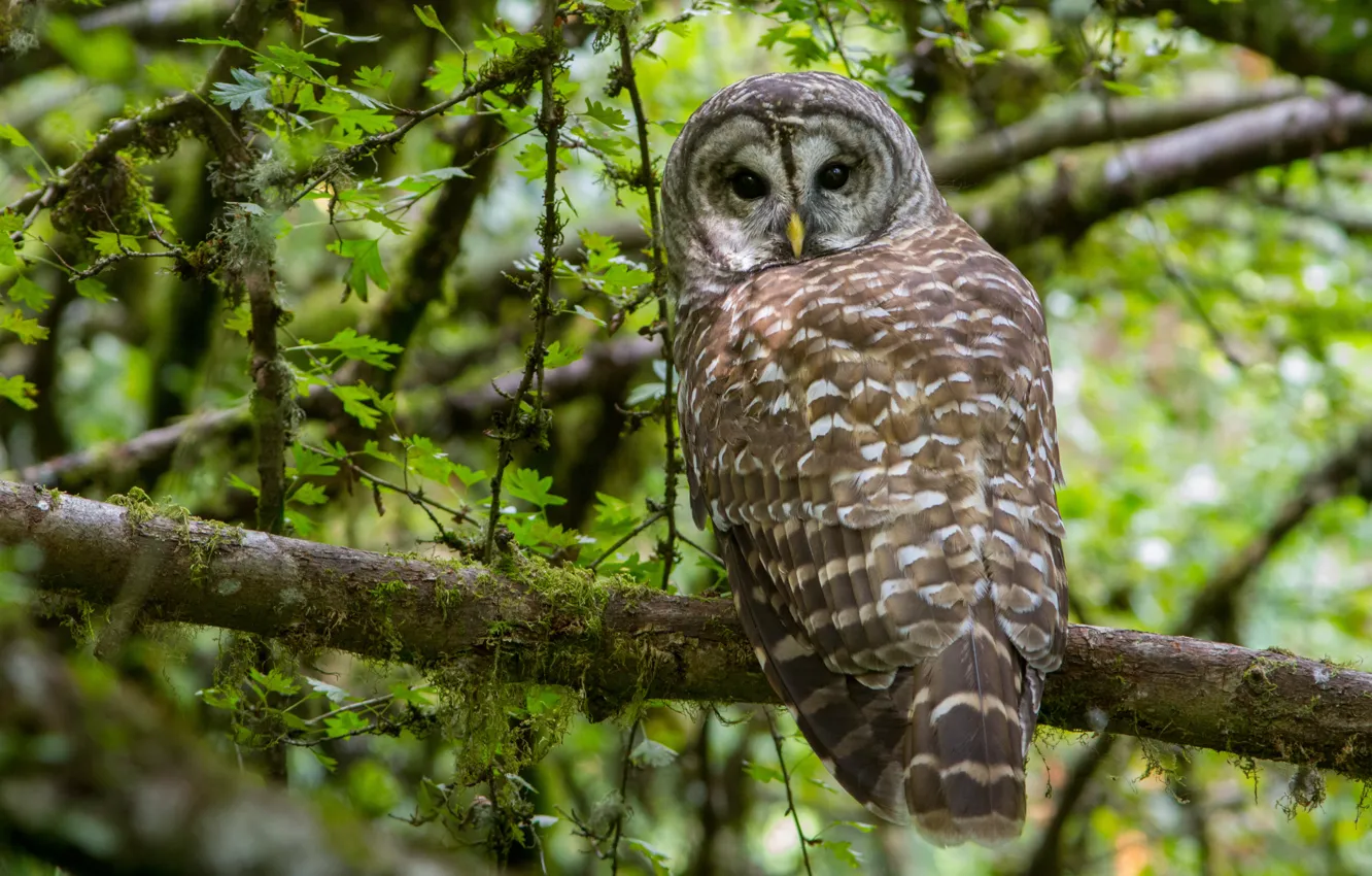 Photo wallpaper forest, Barred Owl, A barred owl