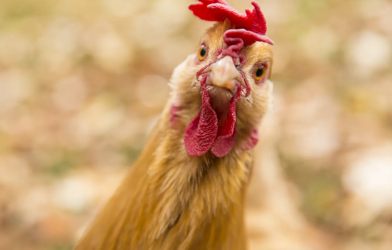 Photo wallpaper bird, animal, chicken