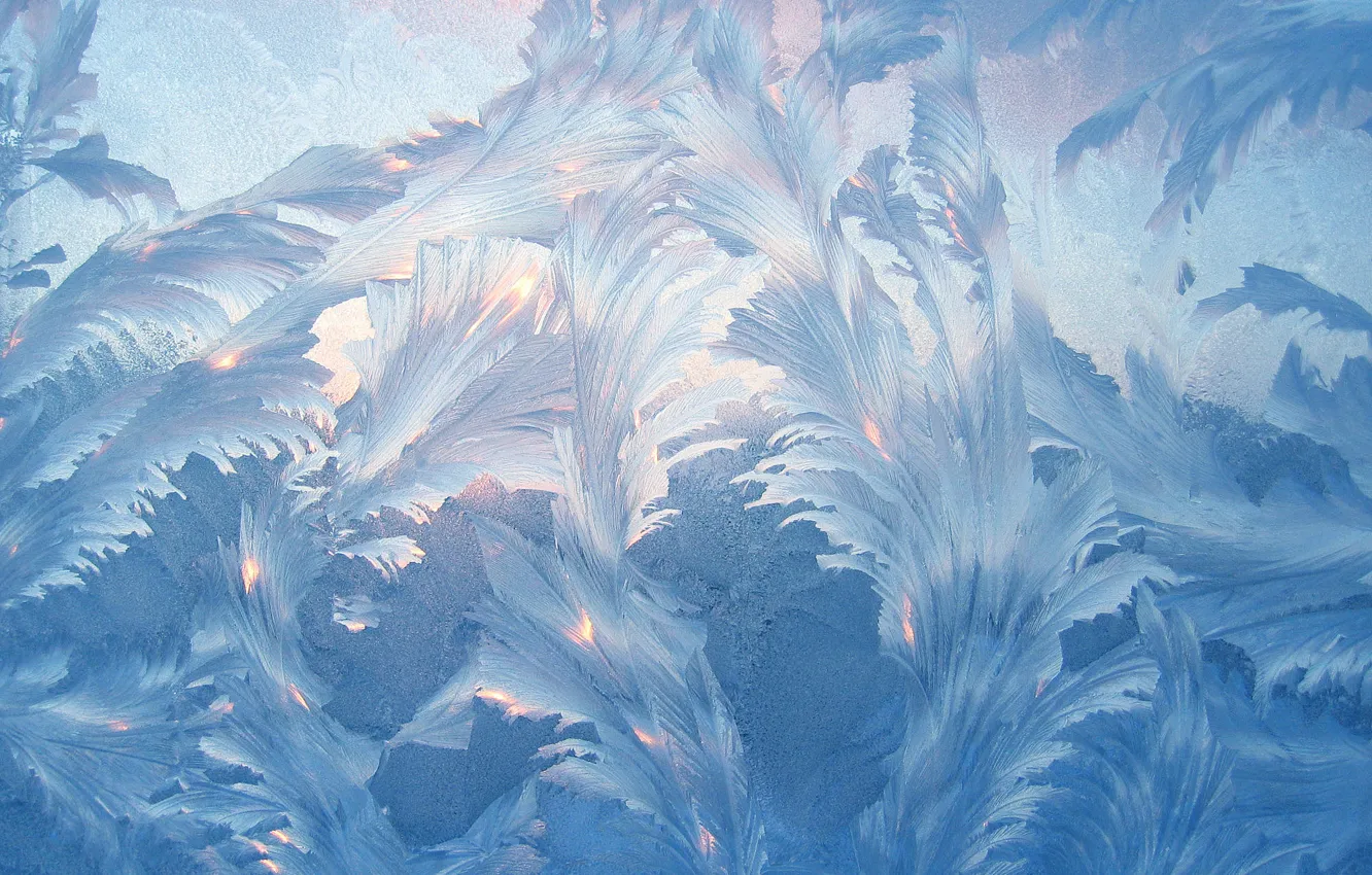 Photo wallpaper cold, ice, winter, frost, glass, leaves, light, snow