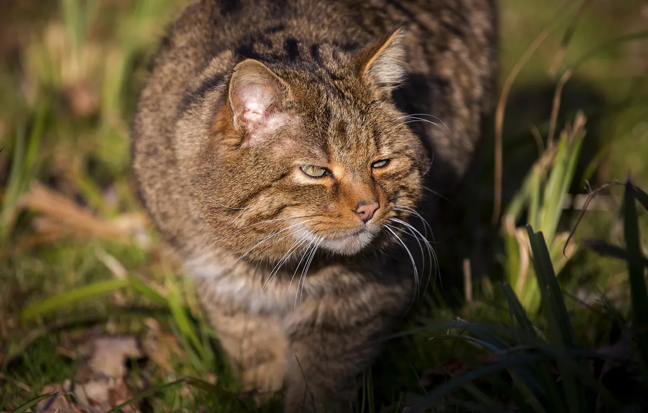 Photo wallpaper cat, look, face, light, portrait, wildcat, wild cat
