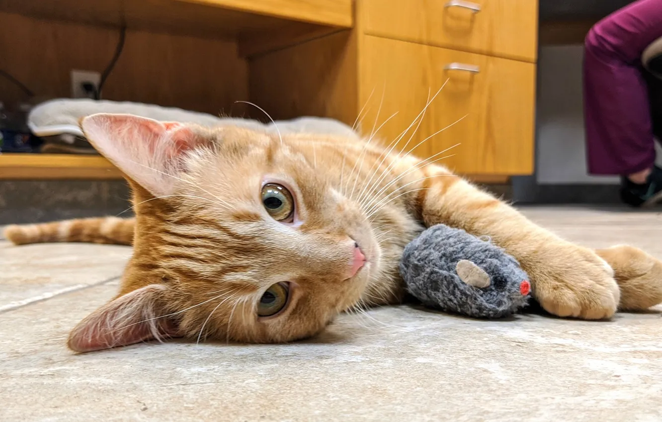 Photo wallpaper cat, cat, look, mouse