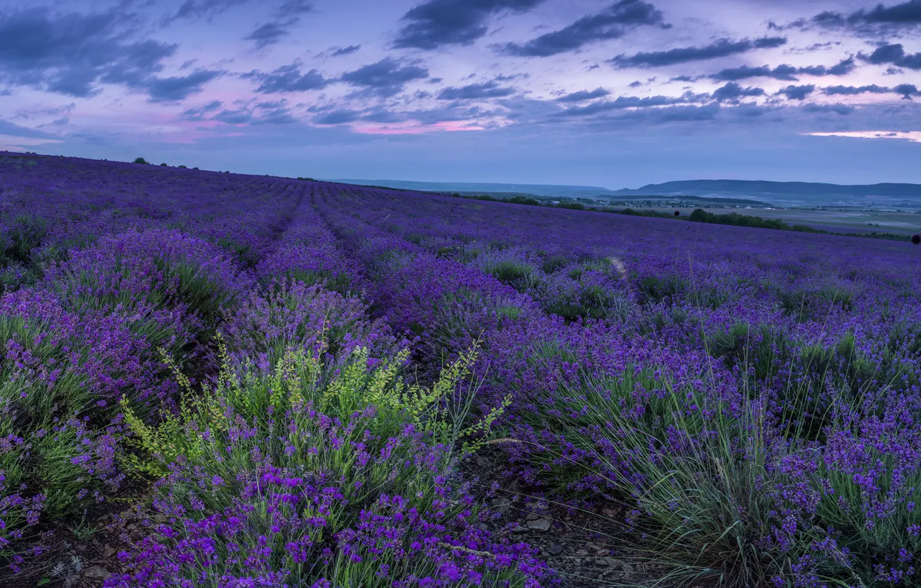 Photo wallpaper field, landscape, nature, Crimea, lavender, Bakhchisaray