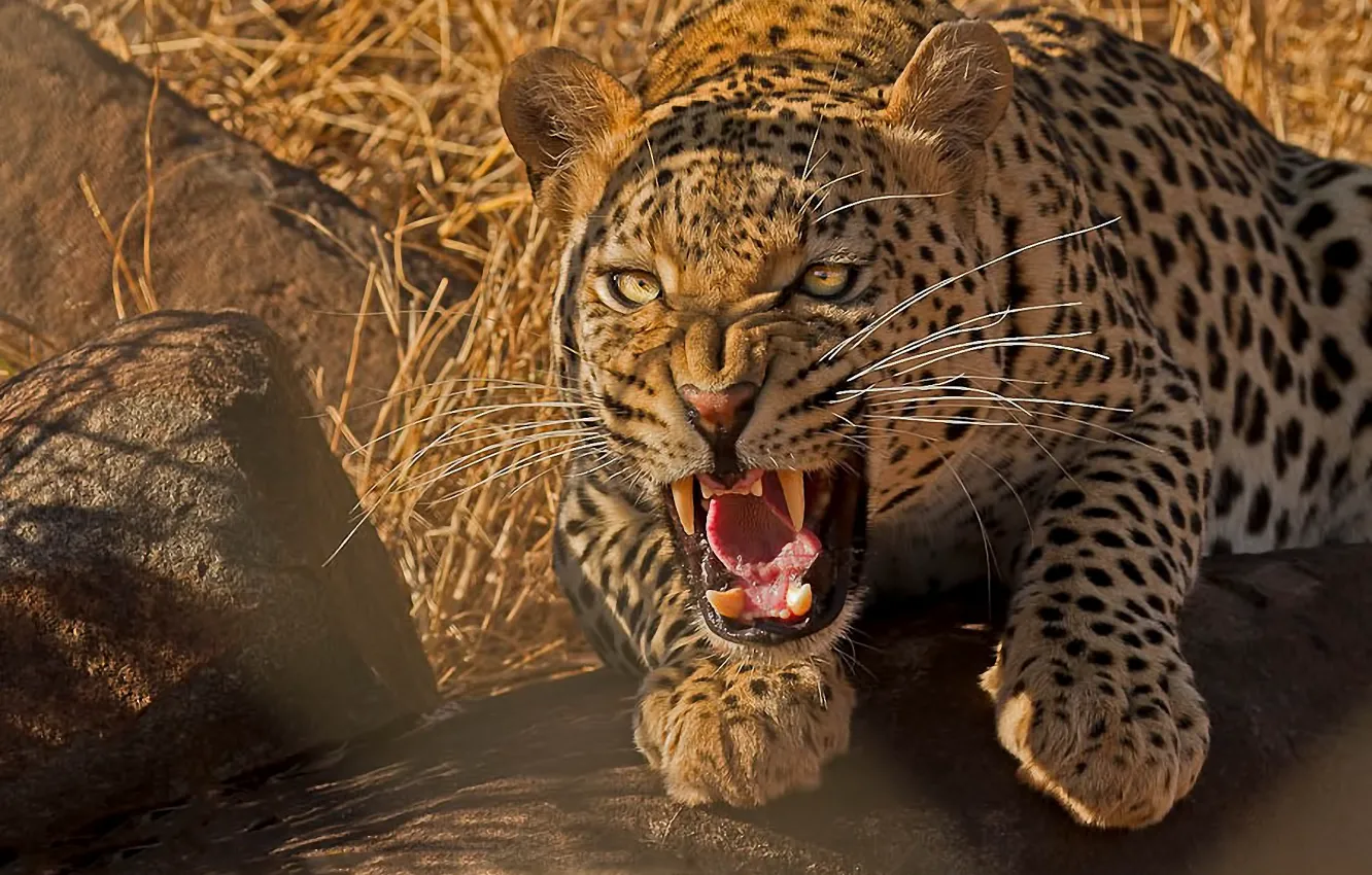 Photo wallpaper predator, leopard, grin, wild cat