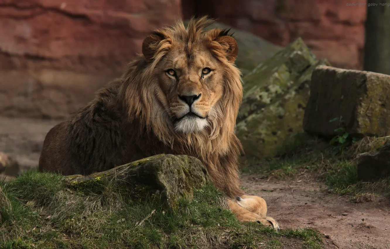 Photo wallpaper nature, animal, Leo, king