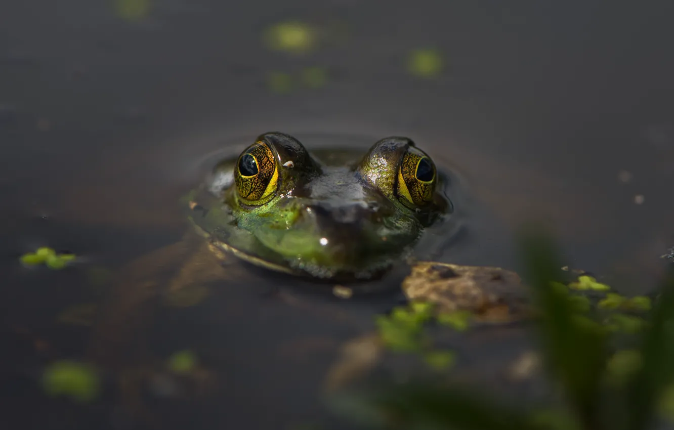 Photo wallpaper eyes, water, pond, background, frog