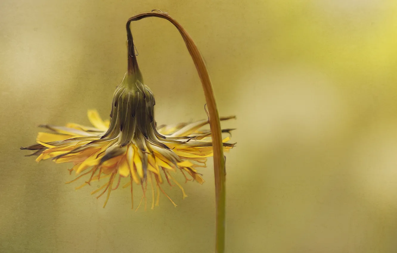Photo wallpaper flowers, background, dandelion