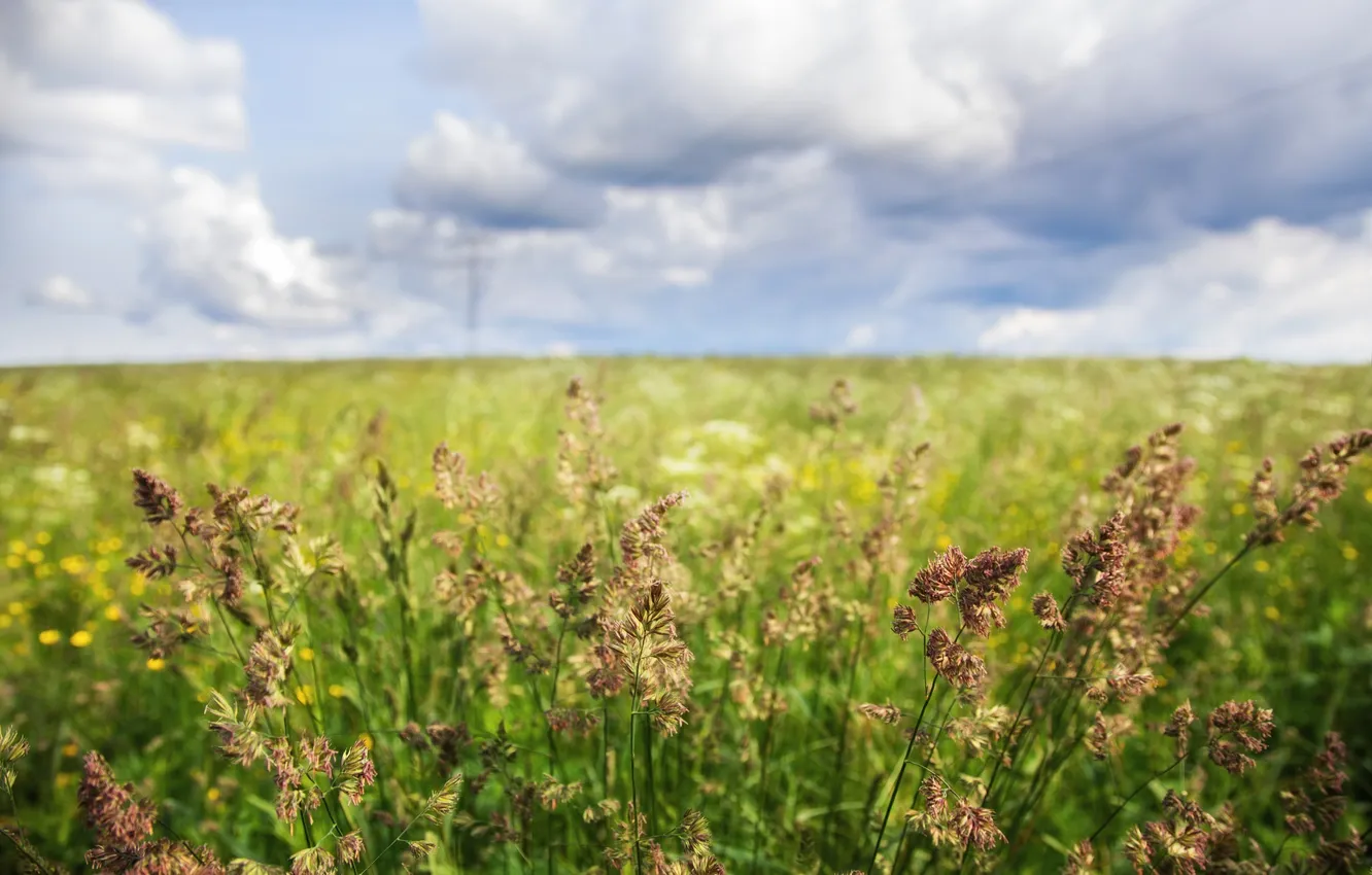 Photo wallpaper field, summer, grass, clouds, horizon, meadow