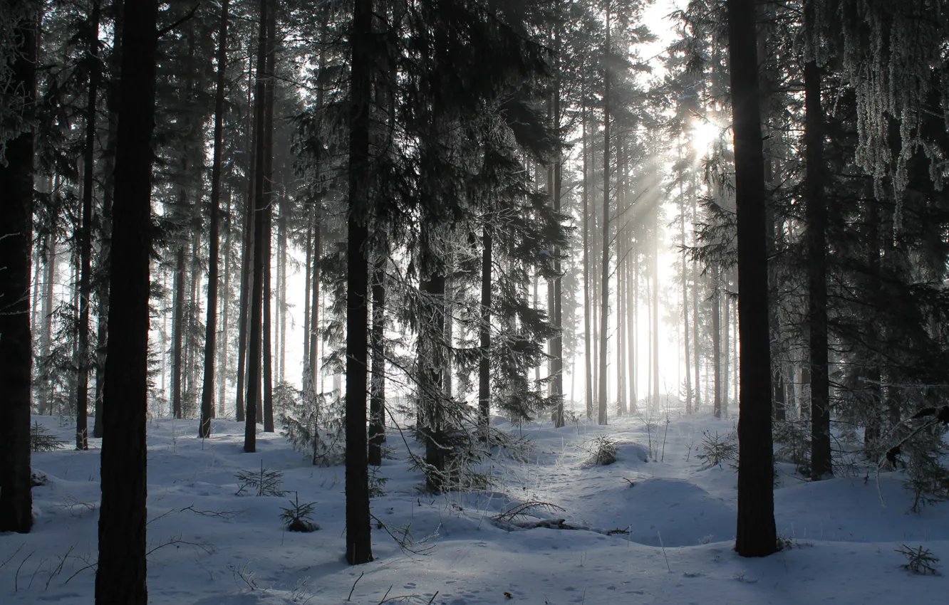 Photo wallpaper winter, forest, the sun, snow, trees, nature
