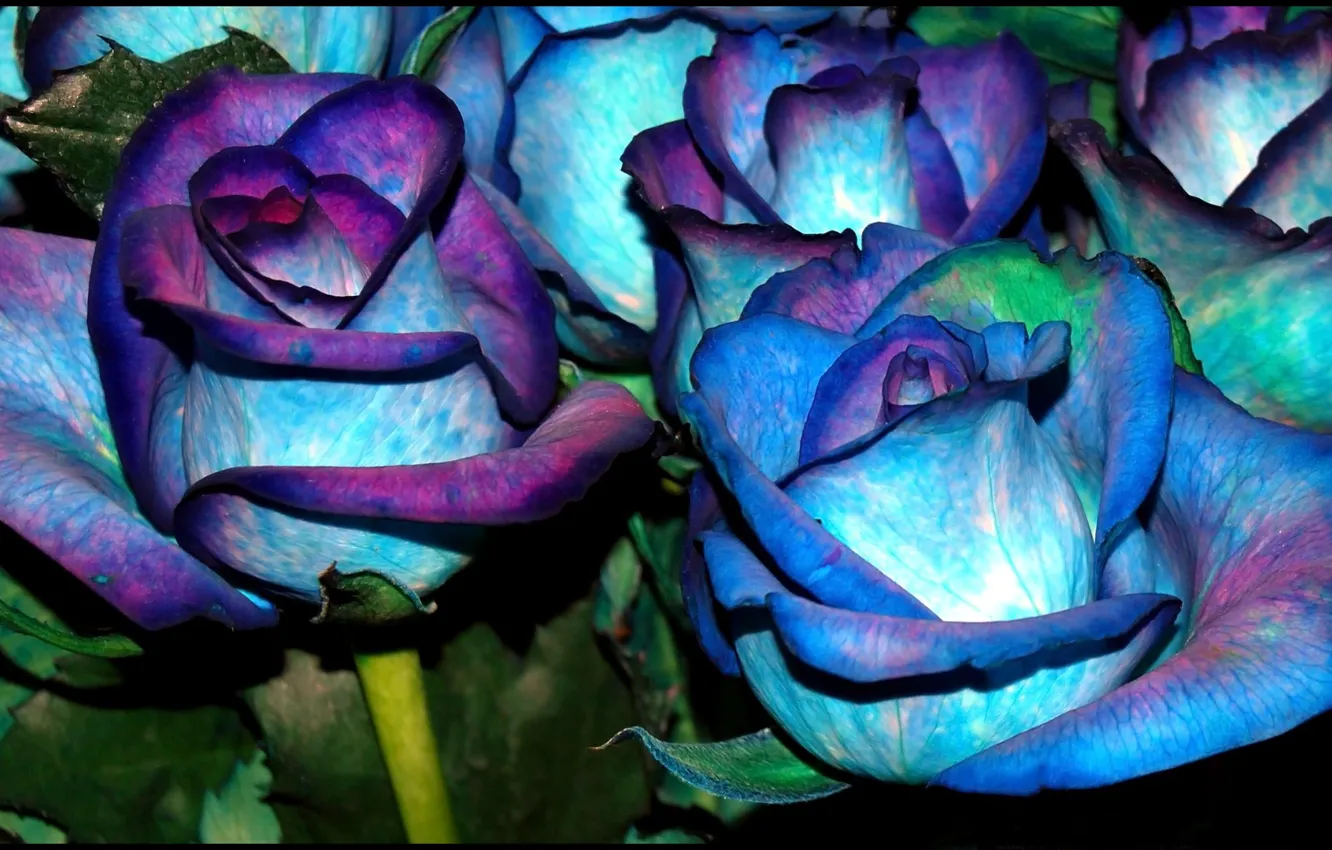 Photo wallpaper macro, roses, petals, buds, the bushes