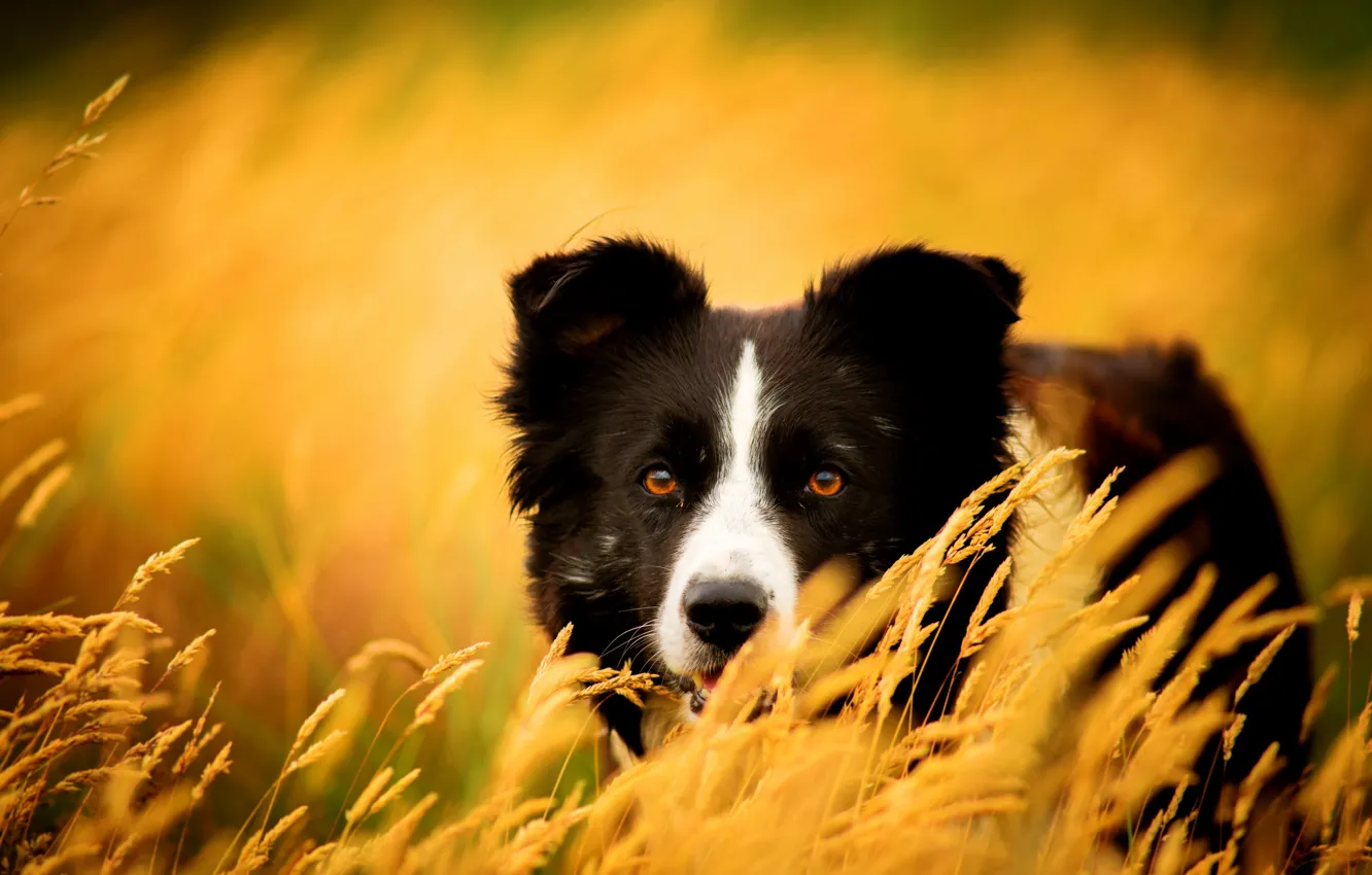 Photo wallpaper look, nature, each, dog