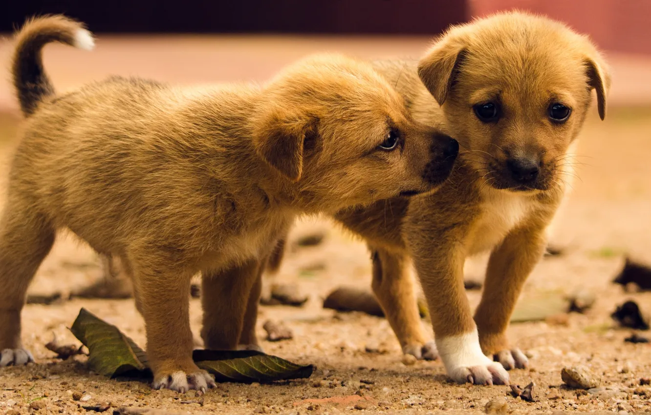 Photo wallpaper dogs, puppies, kids, twins