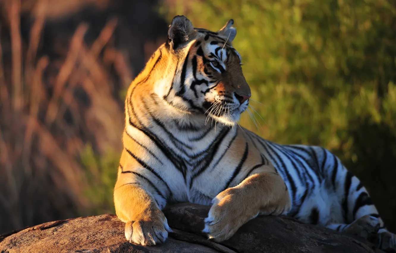 Photo wallpaper tiger, stones, predator, beast