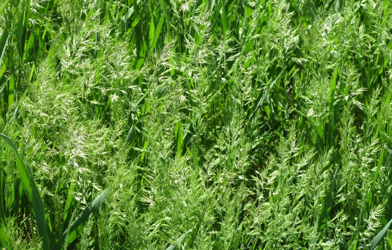 Photo wallpaper greens, grass, macro, meadow, April, spring 2018, Meduzanol ©