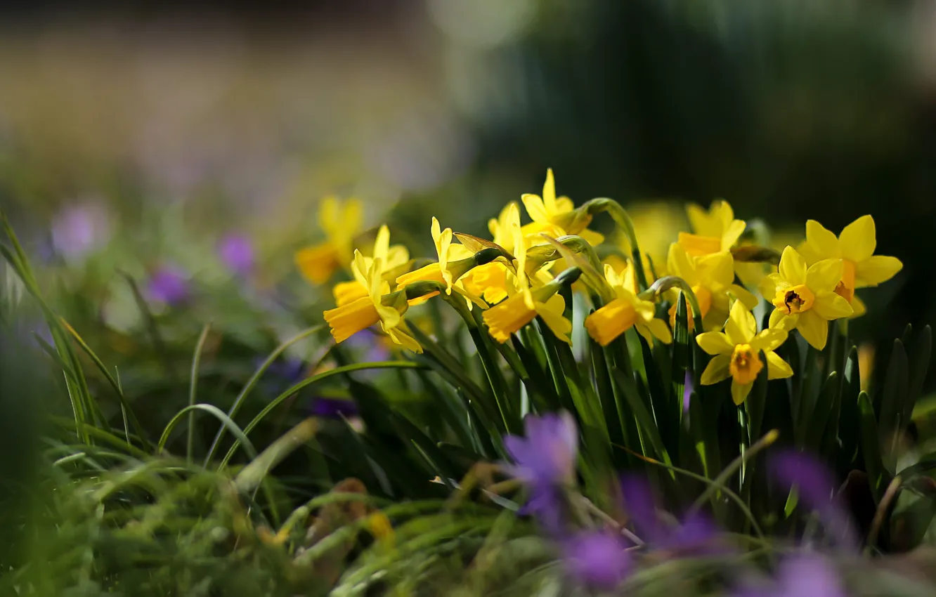 Photo wallpaper flowers, yellow, flowerbed, daffodils
