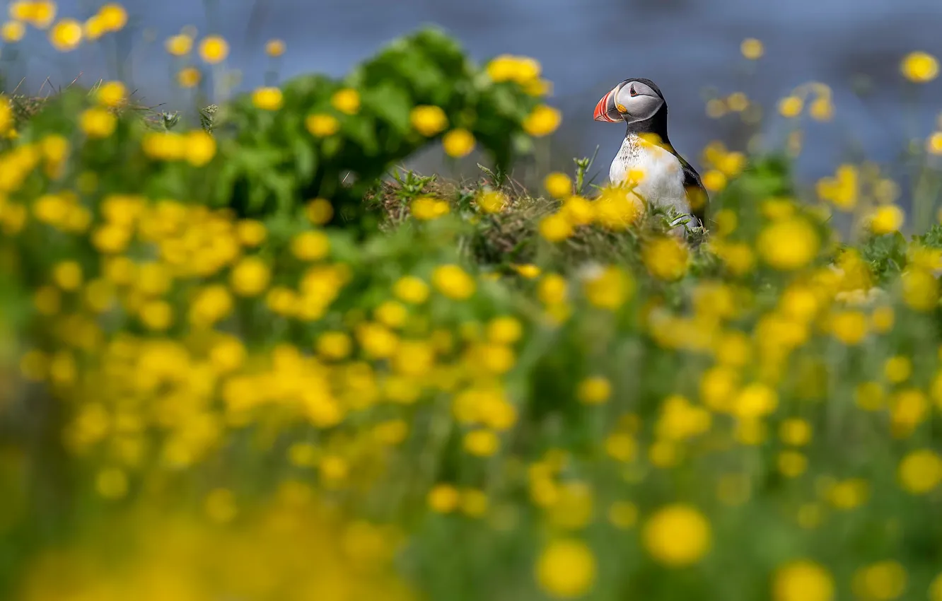 Photo wallpaper greens, summer, the sky, look, flowers, yellow, nature, bird