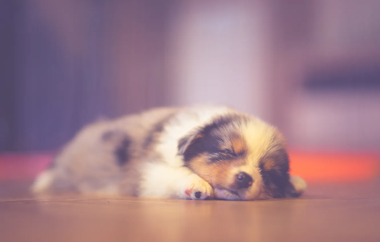 Photo wallpaper puppy, sleeping, dreaming, australian shepherd