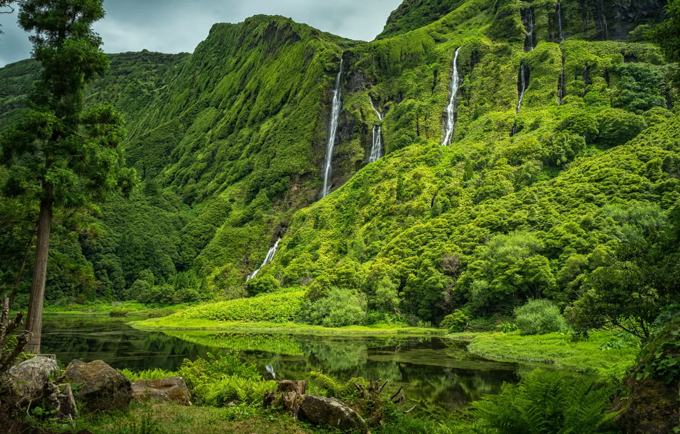 Photo wallpaper forest, nature, Azores