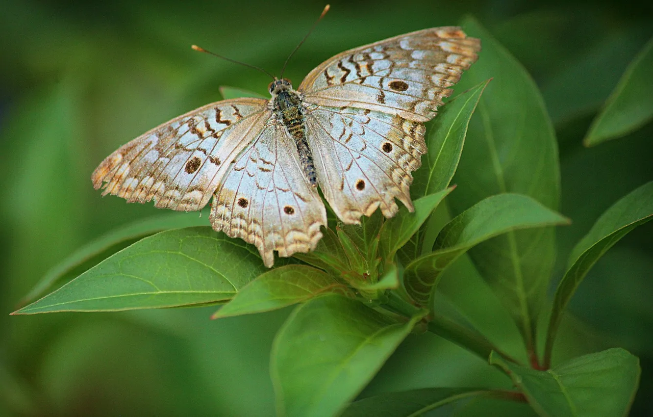 Photo wallpaper green leaves, butterfly, wings, beautiful, closeup