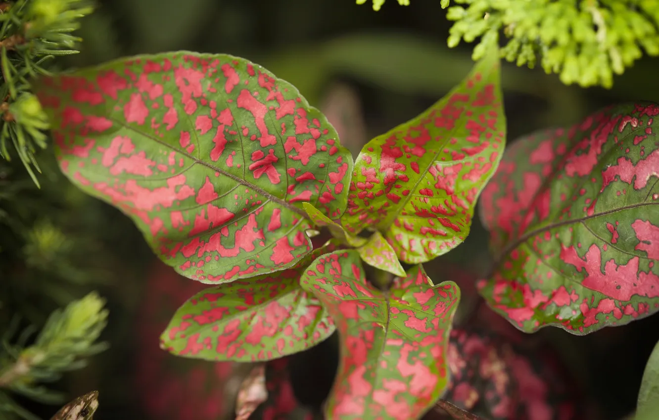 Photo wallpaper leaves, nature, plant, color