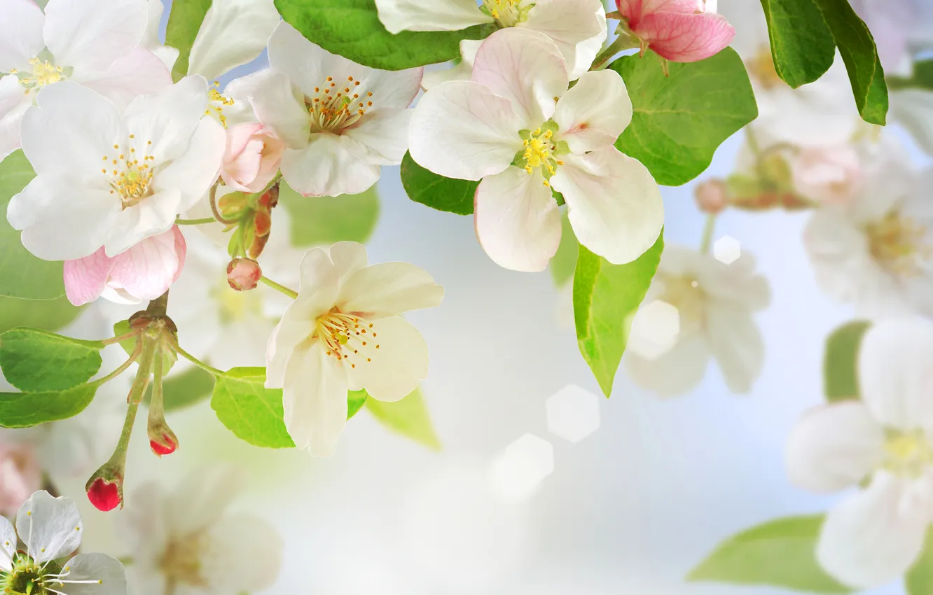 Photo wallpaper leaves, macro, tree, spring, petals, Apple