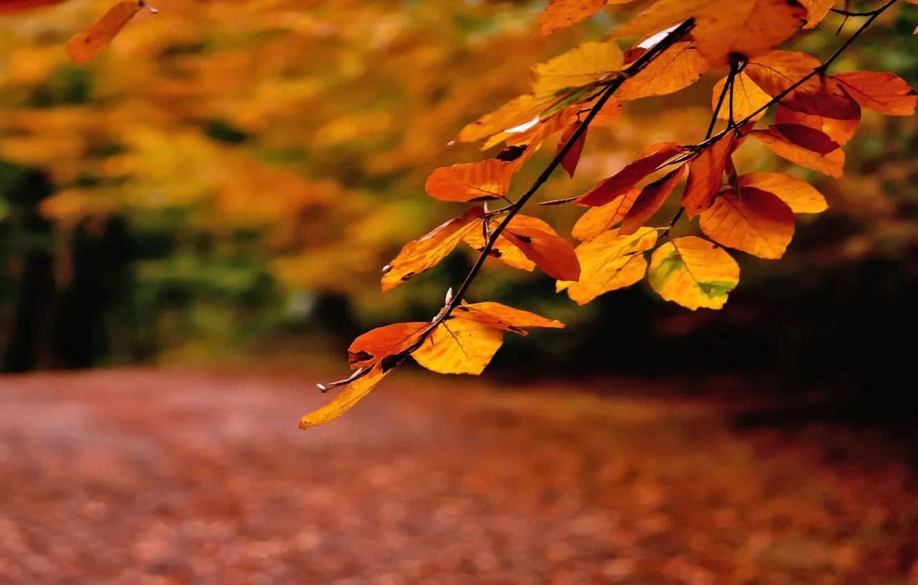 Photo wallpaper autumn, leaves, orange, branches, track, strewn with leaves