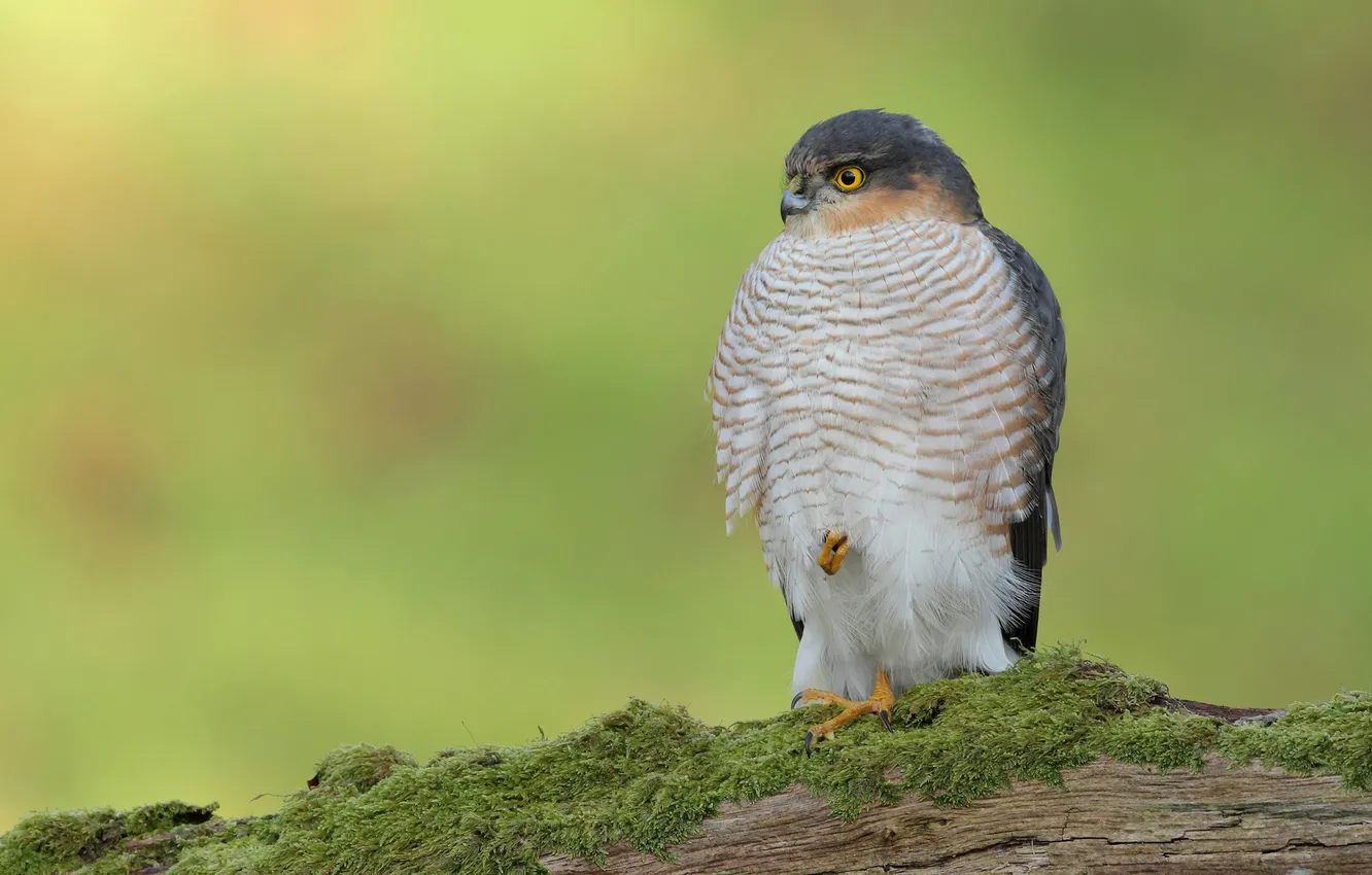 Photo wallpaper bird, moss, log, tail, Sparrowhawk
