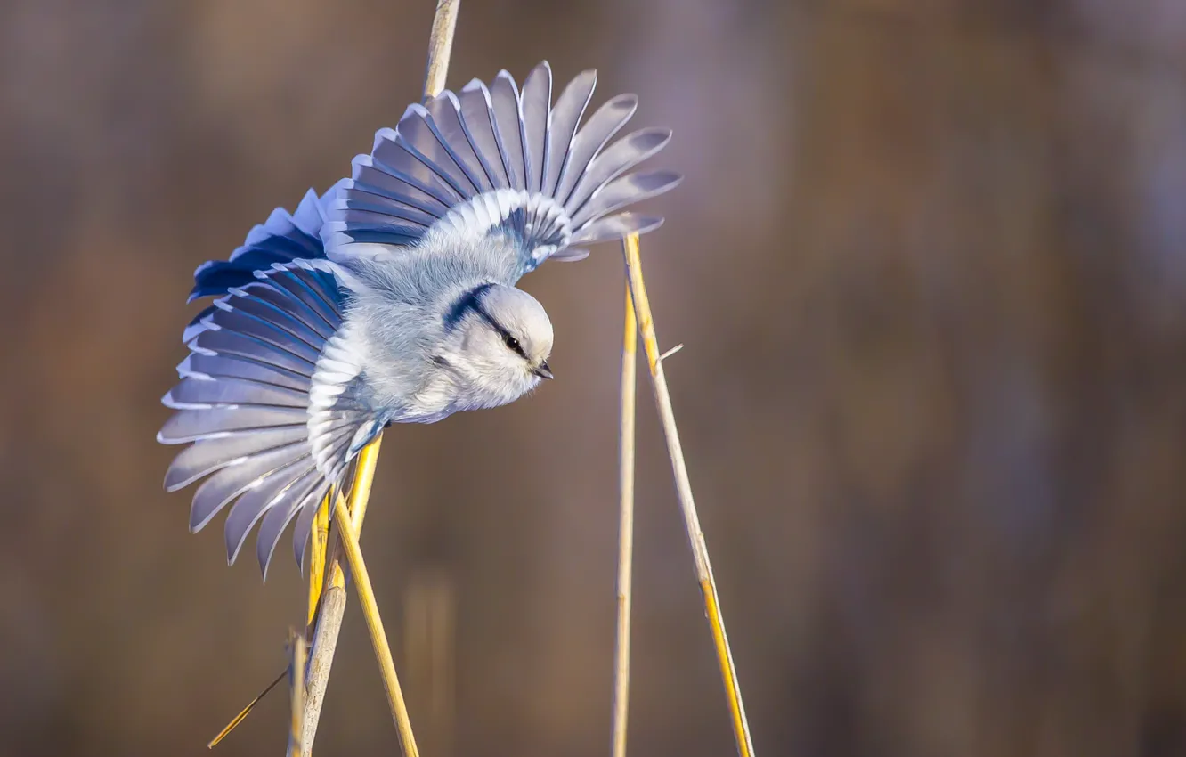 Photo wallpaper stems, flight, flap, Azure tit (princeling)