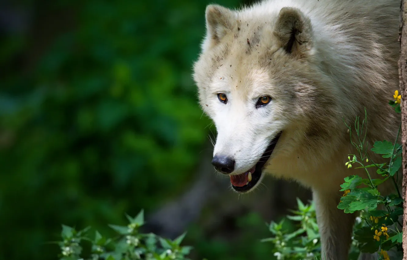 Photo wallpaper white, look, face, nature, pose, green, background, wolf