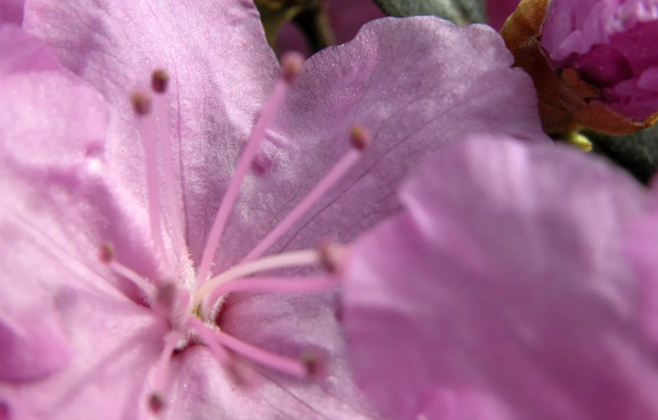 Photo wallpaper flower, macro, pink, gentle