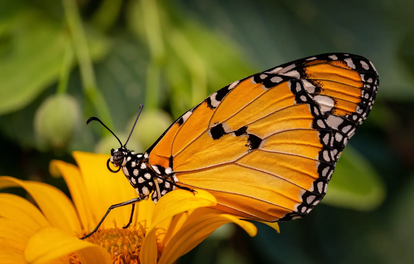 Photo wallpaper animals, flower, summer, orange, insects, yellow, nature, Butterfly