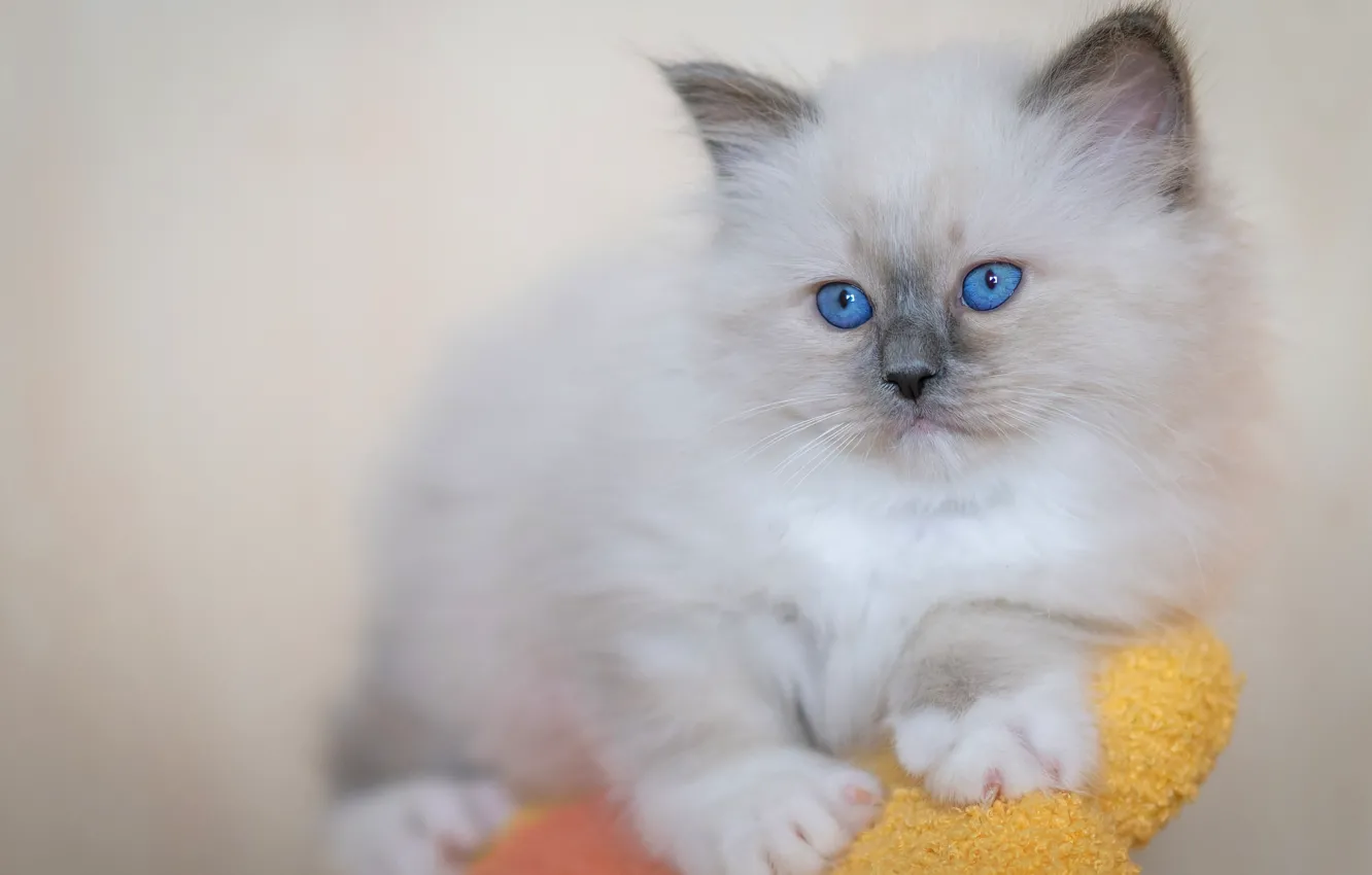 Photo wallpaper cat, white, look, pose, toy, portrait, baby, muzzle