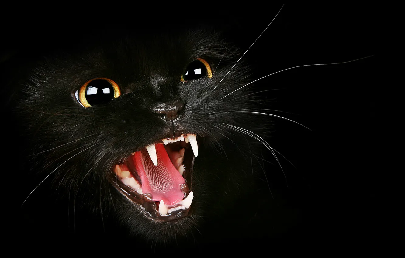 Photo wallpaper cat, black, fangs