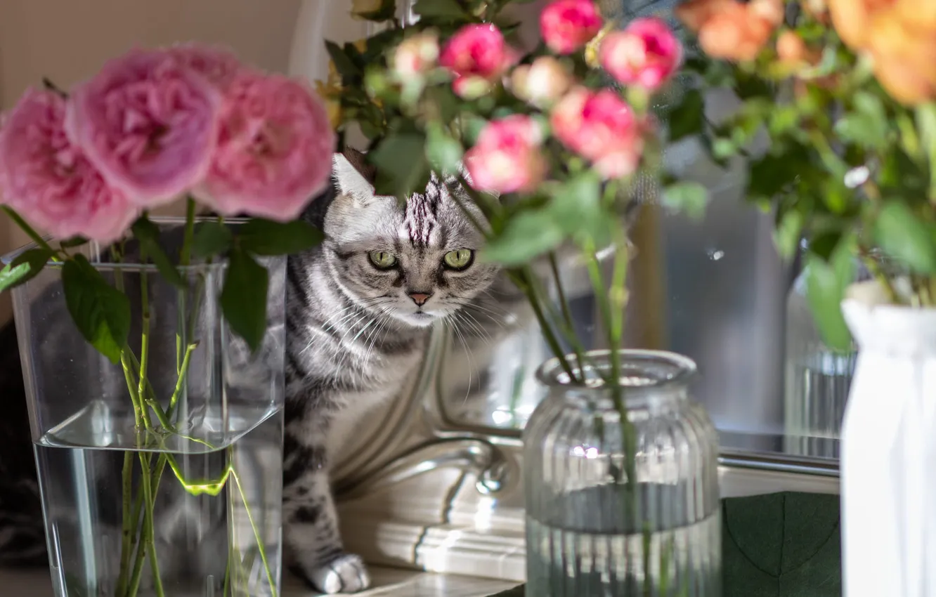 Photo wallpaper cat, cat, light, flowers, grey, roses, bouquet, mirror