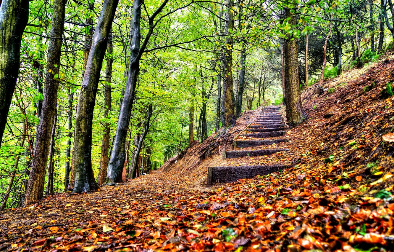 Photo wallpaper autumn, forest, leaves, trees, nature, Park, HDR, walk