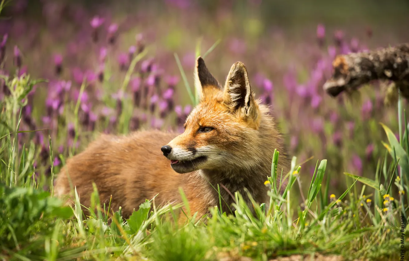 Photo wallpaper summer, grass, look, face, flowers, portrait, meadow, Fox