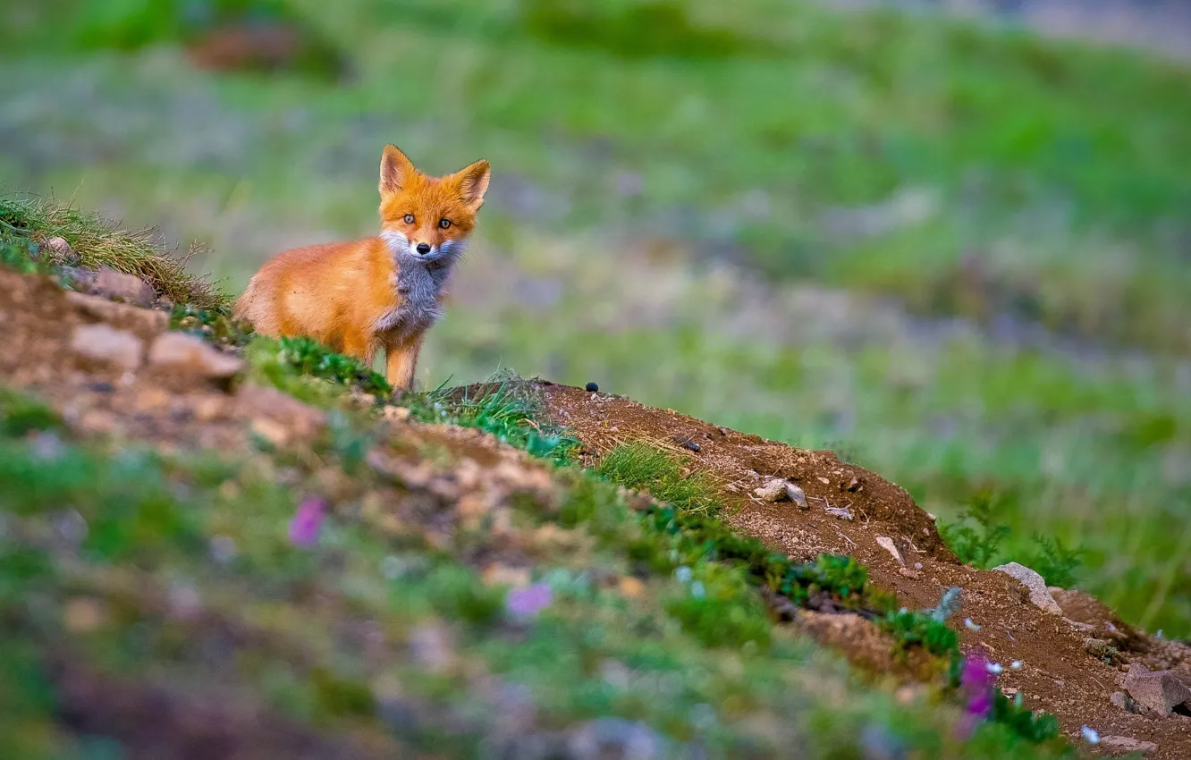 Photo wallpaper red, fox, Fox