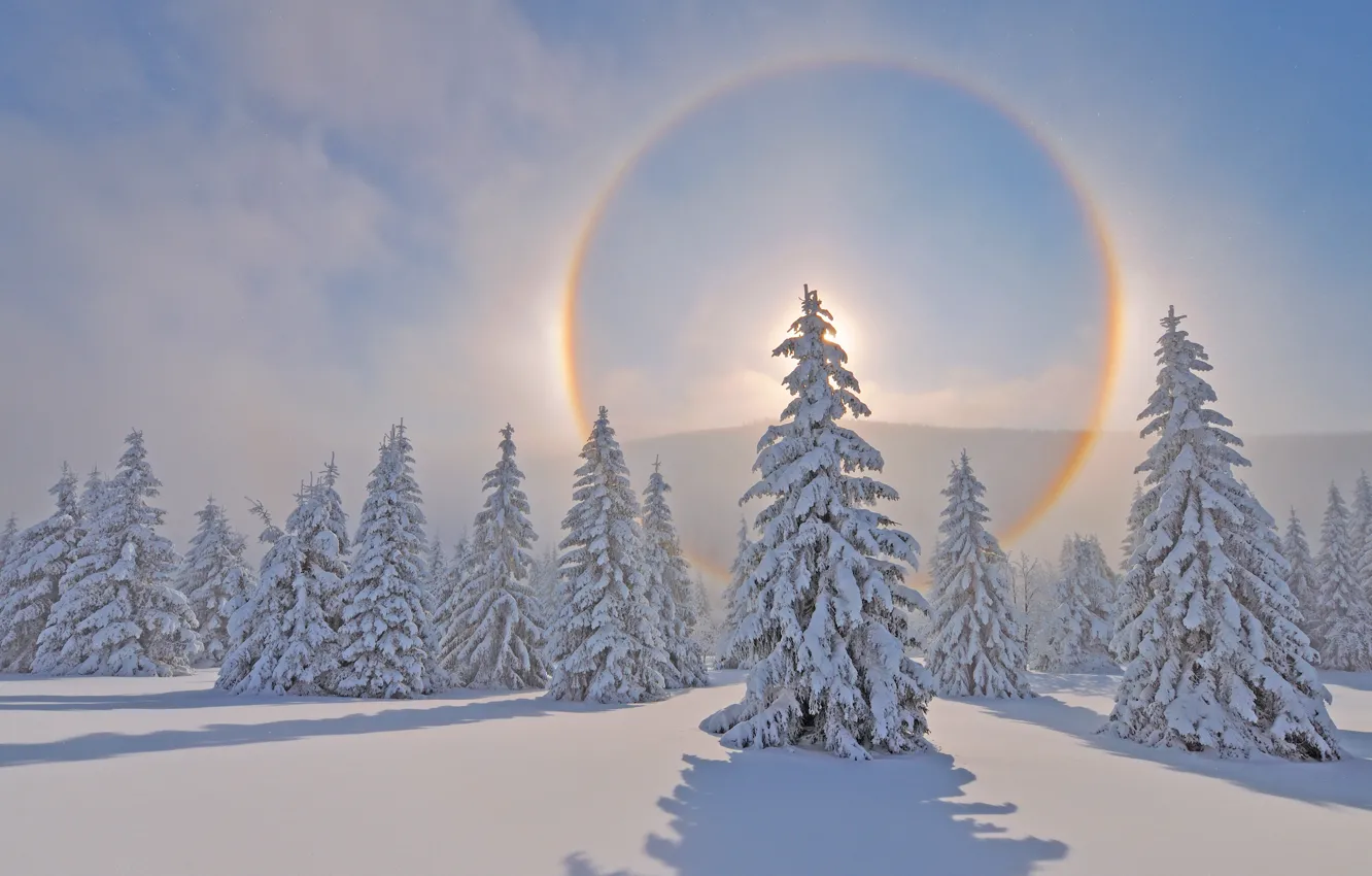 Photo wallpaper trees, nature, wood, winter, snow